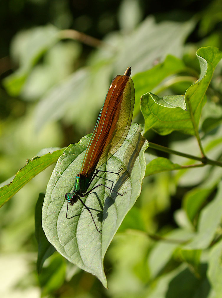 Calopteryx virgo meridionalis e C. haemorrhoidalis (Odonata)